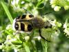 32436 – Photo : Normand Mlaure – France (34)