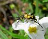 32407 – Photo : Normand Mlaure – France (34)