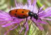 32445 – Photo : Normand Mlaure – France (34)