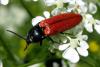32441 – Photo : Normand Mlaure – France (34)