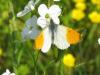 32283 – Photo : pierric – France (22)