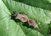 Coreus marginatus