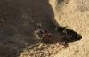 32443 – Photo : Antoine Guibentif – Maroc