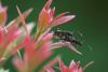 32000 – Photo : microbe – France (62)