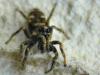 32383 – Photo : Denys Liger – France (27)