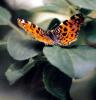 32206 – Photo : Picq Christophe – France (86)