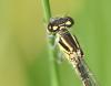 Coenagrion mercuriale