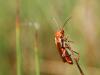 32540 – Photo : Mael Garrin – France (35)