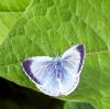 32474 – Photo : Picq Christophe – France (86)