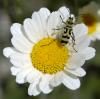 32746 – Photo : Fred Chevaillot – France (26)