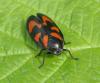 32268 – Photo : Michel Ehrhardt – France (68)
