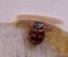 Oenopia conglobata