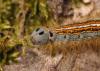 Malacosoma neustria
