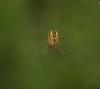 Mangora acalypha