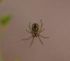 Mangora acalypha