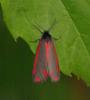 32851 – Photo : Michel Ehrhardt – France (68)