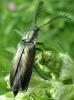 32471 – Photo : Fred Chevaillot – France (38)