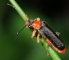 32045 – Photo : Pierre OGER – Belgique