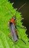 32046 – Photo : Pierre OGER – Belgique