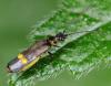 32050 – Photo : Pierre OGER – Belgique