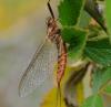 32073 – Photo : FATON Jean-Michel – France (26)
