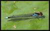 Erythromma najas
