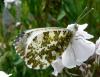 32781 – Photo : Jean Luc Kerveadou – France (29)
