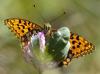 32671 – Photo : Fred Chevaillot – France (38)