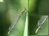 Coenagrion mercuriale