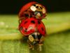 32628 – Photo : Denys Liger – France (27)