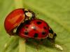 32629 – Photo : Denys Liger – France (27)