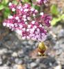 32334 – Photo : Picq Christophe – France (86)
