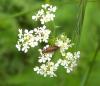 32364 – Photo : E. SERRES – France (60)