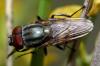 Stomorhina lunata