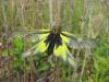 Libelloides coccajus
