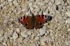 32234 – Photo : Picq Christophe – France (86)