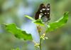 32208 – Photo : Picq Christophe – France (86)