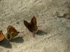 32128 – Photo : Francois Griffault – Pologne