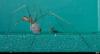 Pholcus phalangioides