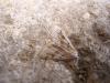 32530 – Photo : Denis Vandromme – France (36)