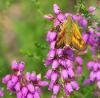 32561 – Photo : Picq Christophe – France (86)