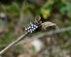 32422 – Photo : djay – France (82)