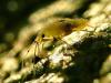 32450 – Photo : Denys Liger – France (27)