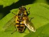 32645 – Photo : Denys Liger – France (27)