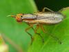 32631 – Photo : Denys Liger – France (27)