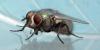 Lucilia sp.