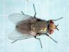 Lucilia sp.