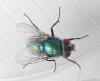 Lucilia sp.