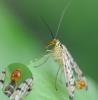 32133 – Photo : FATON Jean-Michel – France (26)