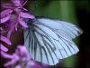 32289 – Photo : Pelouard – France (72)